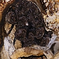 Bare-rumped Sheathtail Bats (Saccolaimus saccolaimus) counted 20. The highest number recorded in winter. T2 hollow.<br />Canon EOS 6D + EF400 F5.6L + SPEEDLITE 580EXII + Better Beamer